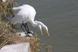 Great egrets