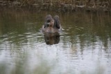 Pied-billed grebe