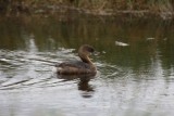 Pied-billed grebe