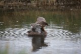 Pied-billed grebe