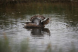 Pied-billed grebe