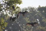 Turkey Vultures
