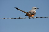 Scissor-tailed flycatcher