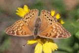 Tawny emperor