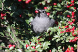 Gray catbird