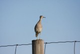 Upland sandpiper