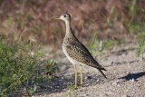 Upland sandpiper