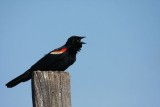 Red-winged blackbird