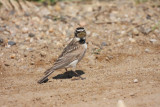 Horned lark 