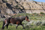 Feral horse