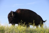 Bison