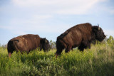Bison