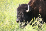 Bison