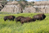 Bison
