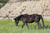 Feral Horse