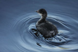 Eared grebe (immature)