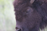 Bison