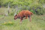 Bison calf