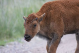 National Bison Range Wildlife Refuge