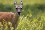 White-tailed deer