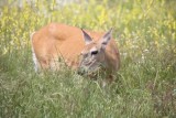 White-tailed deer