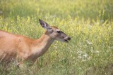 White-tailed deer