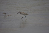 Least sandpiper and Willet
