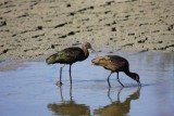 White-faced ibis