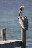 Brown Pelican<br>South Padre Island