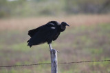 Black vulture
