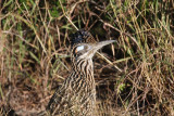 Greater roadrunner