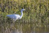 Snowy egret