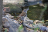 Long-billed thrasher