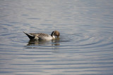 Northern pintail
