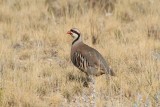 Chukar