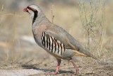 Chukar