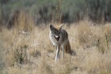 Coyote