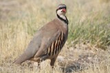 Chukar