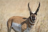 Pronghorn antelope