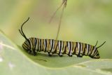 Monarch Caterpillar