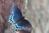 Red-spotted Purple Butterfly