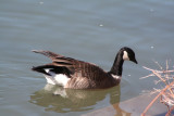 Cackling goose