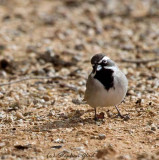 Black-throated Sparrow