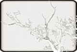 Study of a Branch