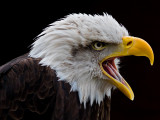 American Bald Eagle - do not vote