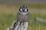 Northern Hawk Owl-3112.jpg