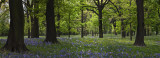 Bluebells in Little Hagley Park, Christchurch, New Zealand