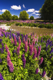 Lupins in riverbed, Mackenzie Country, Canterbury