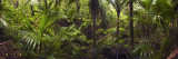 A grove of Nikau Palm Trees, Punakaiki, Westland, New Zealand