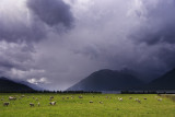 Sheep and storm clouds near Arthurs Pass Canterbury, New Zealand